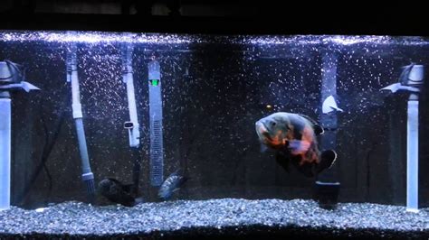 55 Gallon Aquarium With Oscar And 2 Dempsys Youtube