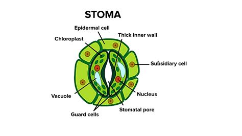 Draw A Labeled Diagram Of Stomata When Guard Cells Are Turgid