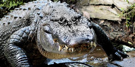 American Alligator National Wildlife Federation