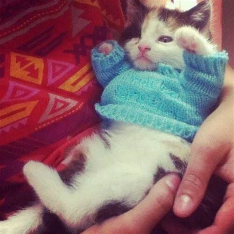 30 Photos Of Cats In Jumpers Various Hoodies And Tops Cute Animals