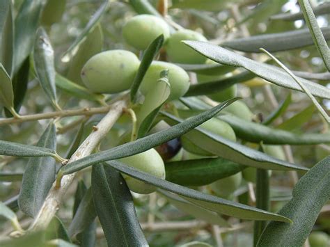 Online Crop Hd Wallpaper Olive Tree Leaves Oval Plants Oliva