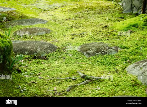 Closeup Of A Moss In A Japanese Garden With Stones And Tree Stock Photo