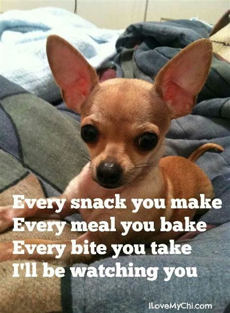 1001 Best Images About Chihuahua On Pinterest Chihuahuas