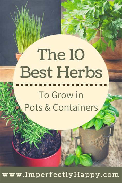 The 10 Herbs That Grow The Best In Pots And Containers Both Medicinal
