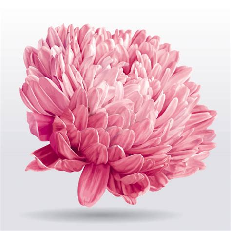 Free Clip Art Chrysanthemum 10 Free Cliparts Download Images On Clipground 2023