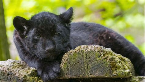 Meet The Americas Black Big Cat Six Facts About Black Jaguars Vlr