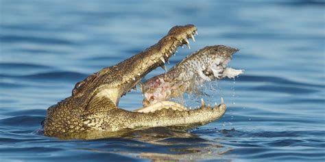 Nile Crocodile Eating A Fish Stock Image Image Of Kill Amphibians