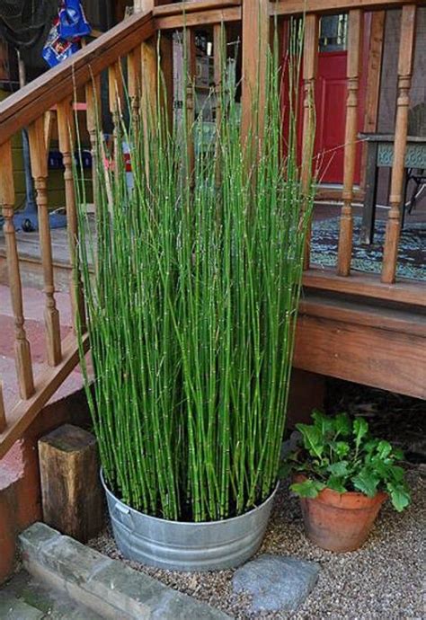 25 X Horsetail Reed Grass Looks Like Mini Bamboo Equisetum Etsy