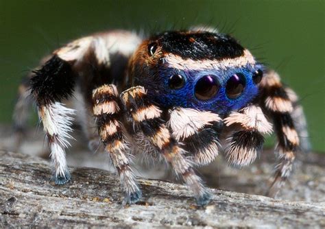 Australian Peacock Spider Peacock Spider 1 Cool Insects Bugs And
