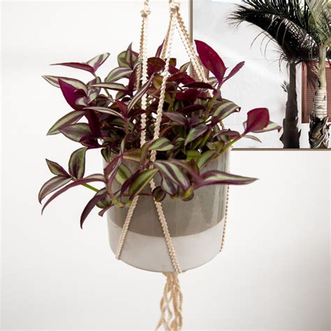 Top 10 Hanging And Trailing Indoor Plants Flower Power