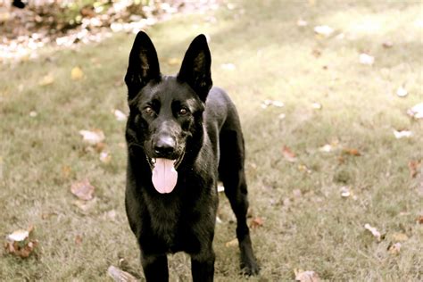 Black German Shepherd Looks Like My Pup Denver German Shepherd Colors