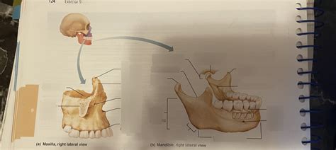 Maxilla And Mandible Diagram Quizlet