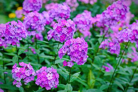 How To Plant And Grow Garden Phlox Gardeners Path