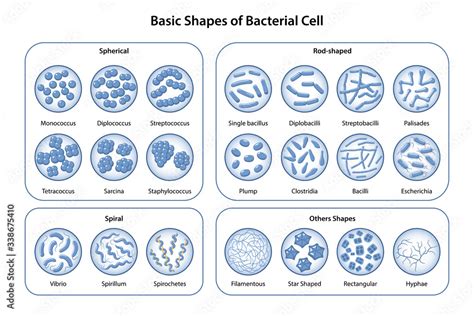 Basic Shapes And Arrangements Of Bacteria Morphology Microbiology