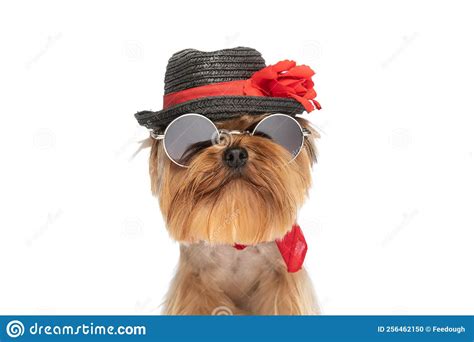 Cool Baby Yorkie With Hat Sunglasses And Red Bandana Stock Photo