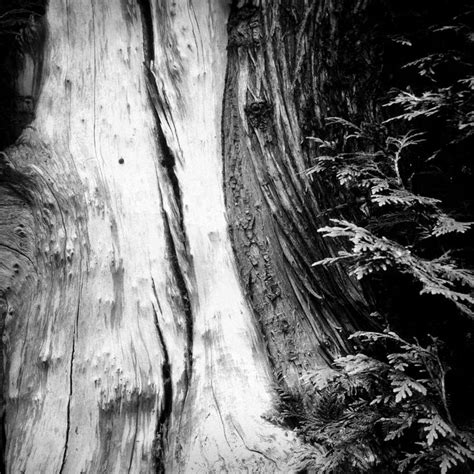 Old Cypress Tree Iphone Photography Cypress Trees How To Make Image