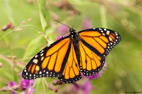 A Visual Journey Through The Monarch Life Cycle The National Wildlife