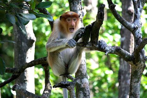 Proboscis Monkey - Facts, Photos & Video