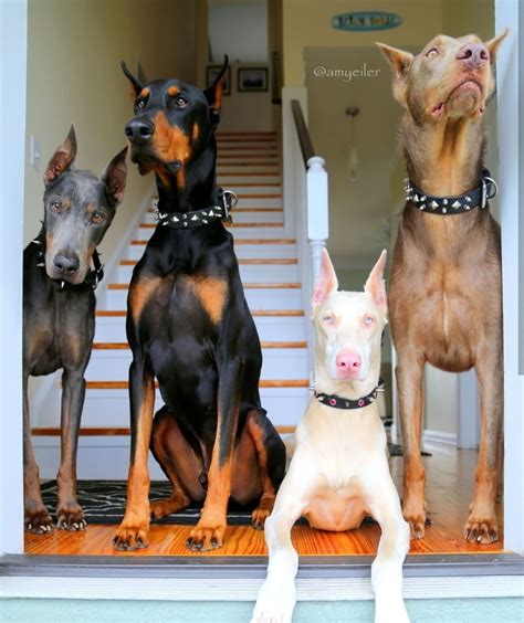 Pin By Grazi Cullen Winchester Haris On Dog Doberman Doberman Puppy