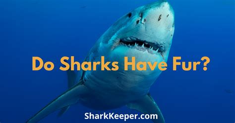 Do Sharks Have Fur Shark Keeper