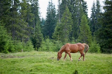 6 Tips To Keep Your Horse Pasture In Great Shape