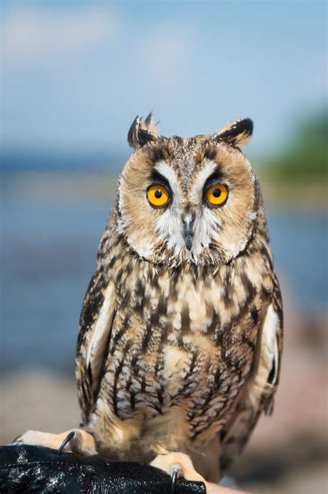 Beautiful Domestication Owl Wild Owl Night Owl Stock Photo Image Of