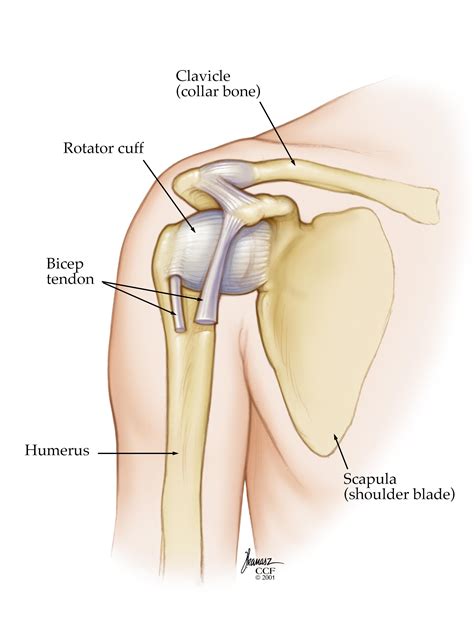 We discuss their function, the different types of bones in the human body, and the cells that are involved. Dislocated Shoulder: Symptoms, Causes, Treatments