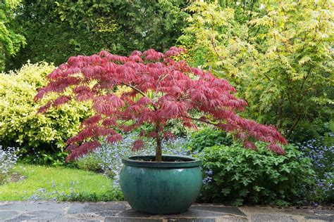 Best Trees To Grow In Pots 15 Beautiful Compact Varieties Homes