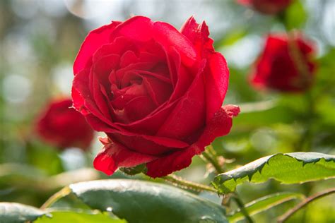 How To Plant And Grow Perfect Roses Racv