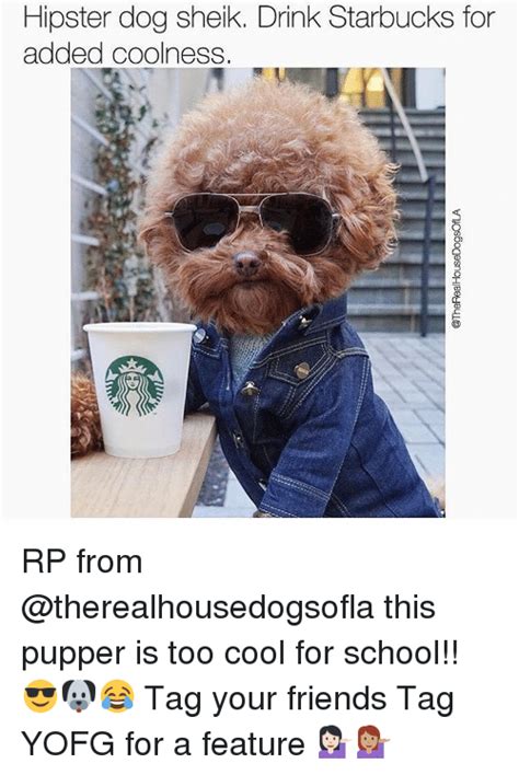 Hipster Dog Sheik Drink Starbucks For Added Coolness Rp