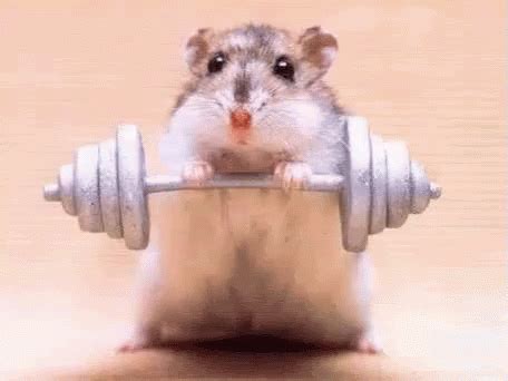 Hamster Workout Gym No Pain No Gain Gym Rat GIF PrimoGIF