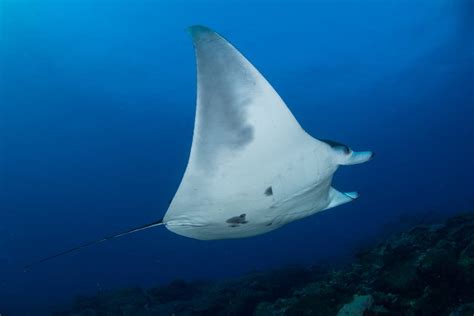 First Manta Ray Nursery Ground Located In Gulf Of Mexico Raleigh News