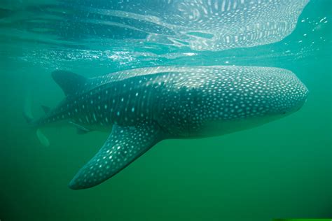 Exploring The Gentle Nature Of Whale Sharks Unveiling The Mystery Of Their Behavior