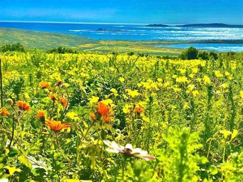 Self Drive Route From Cape Town The Cape Flower Season Route