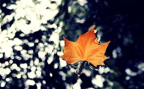 Autumn Leaf Nature Stunning Hd Desktop Wallpapers 4k Hd