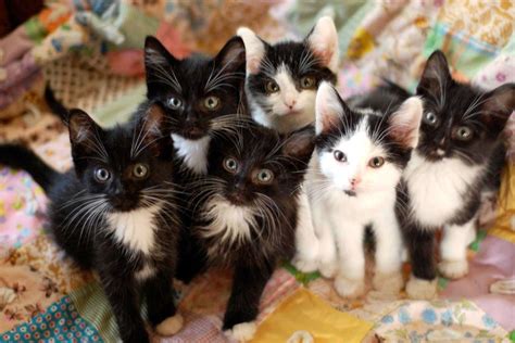 incredible compilation of over 999 adorable kitten pictures captivating collection of full 4k