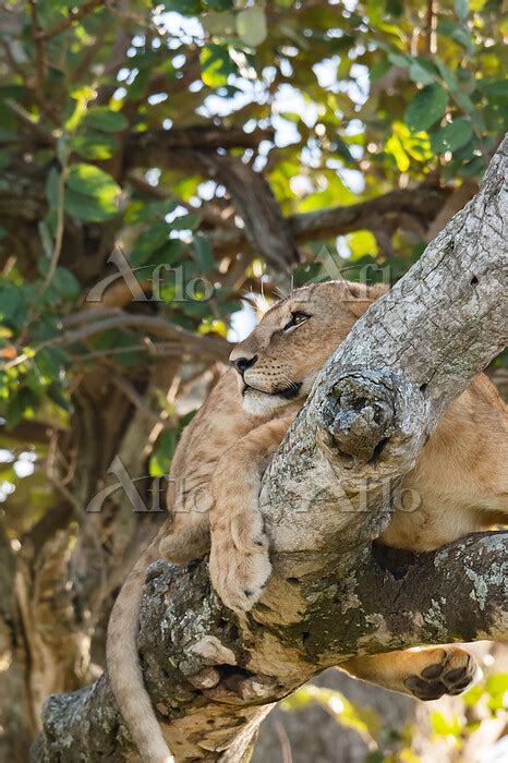 木登りライオン タンザニア [145490887]の写真素材 アフロ