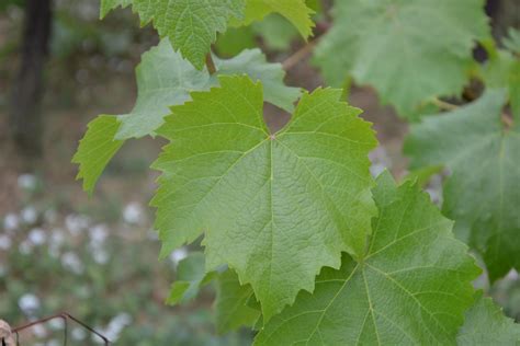 Grape Leaves And Vine Shoots Feedipedia