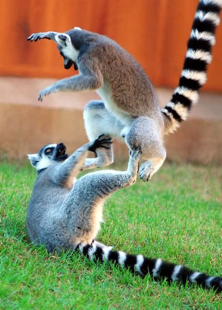 Ring Tailed Lemur Fight 2 Flickr Photo Sharing