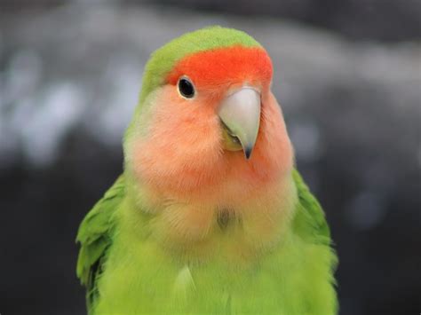Rosy Faced Lovebird Zoochat