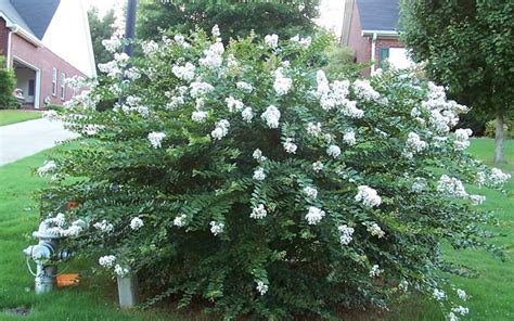 Early bird is a dwarf variety of crape myrtle and is a great option for an area where. Buy Acoma Crape Myrtle - 3 Gallon - Crape Myrtle Trees ...