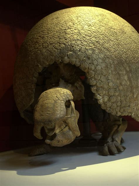Natureplus Whats New At The Museum Tags Glyptodon
