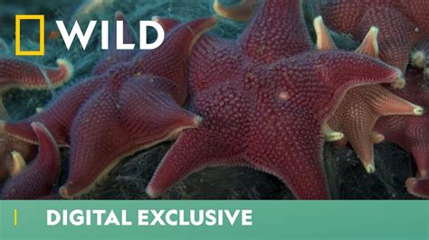 Are These Starfish As Harmless As They Seem Wild And Weird National
