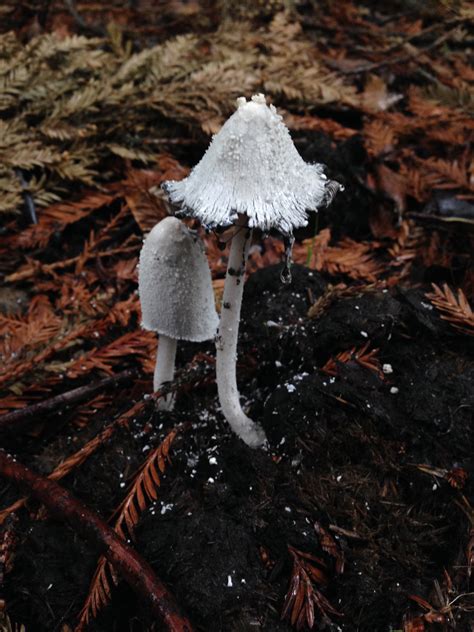 Shaggy Mane Mushroom in a Forest Near You | Save the Redwoods League