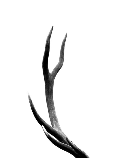 Stag Antler Bw By Leeanne Lowe Redbubble