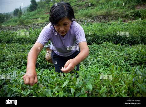 A Farmer Harvesting Leaves Of Tea From A Green Tea Plantation In The