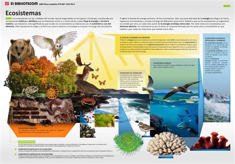 Qué es un ecosistema Infografía Ecosistemas Tipos de ecosistemas