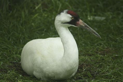 Hinterland Whos Who Whooping Crane