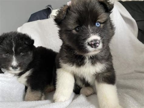 Alaskan Malamute X Akita Puppies For Sale Ukpets