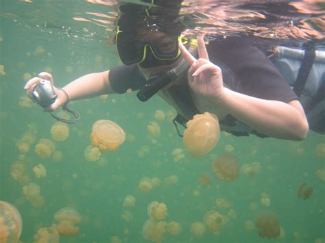5 Things To Know About Jellyfish At The Beach Swim Guide